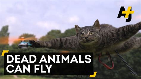 cat drone gatos dron noticias