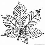 Coloring Leaf Feuille Leaves Pages Coloriage Printable Imprimer Autumn Trees Tree Lesson Dessin Dessiner Colouring Fall Dessins Colorier Boom Blaadjes sketch template