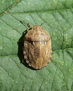 Afbeeldingsresultaten voor "sminthea Eurygaster". Grootte: 150 x 185. Bron: www.flickr.com
