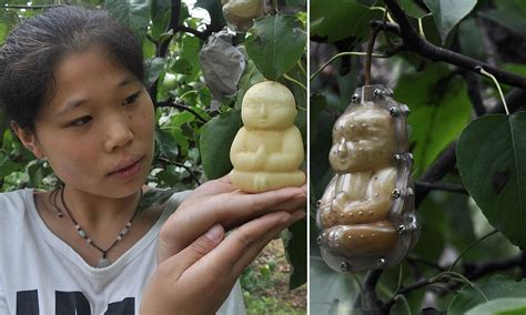 chinese orchard growing pears in the image of buddha daily mail online