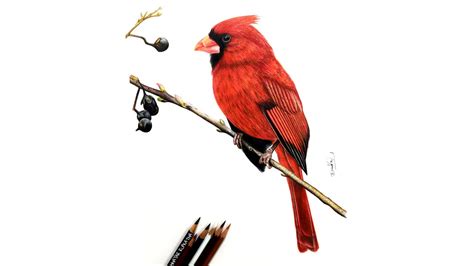 draw  realistic cardinal bird colour pencil drawing tutorial