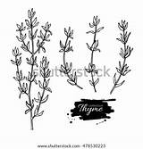 Thyme Sketch Isolated Coloring sketch template