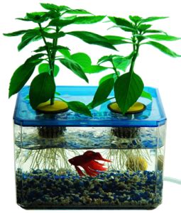 eating fish poop marijuana aquaponics  hydroponics