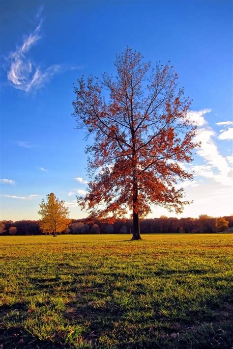 oak  maple trees  fall color   park stock image image