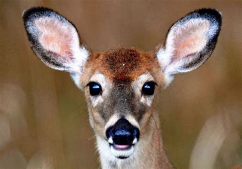 deer researchers battle    effect  chronic wasting disease pittsburgh post gazette