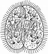 Protist Clipart Cliparts Paramecium Library sketch template