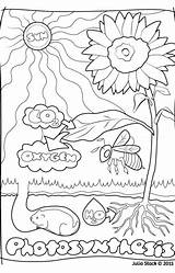 Photosynthesis Coloring Getcolorings Sheet Color Getdrawings sketch template
