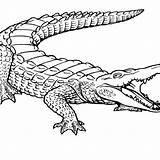 Crocodilo Crocodile Colorir Nile Furioso Clipartmag Getcolorings Tudodesenhos sketch template