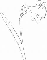 Daffodil Silhouette Silhouettes Outline Drawing Coloring Pages Vector sketch template