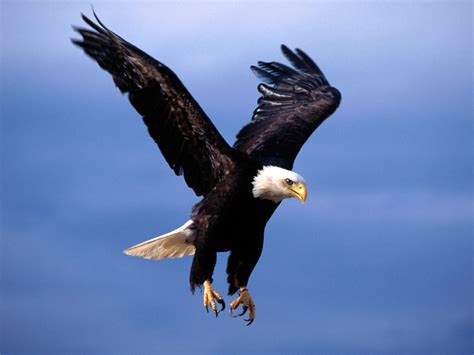 flying animal bald eagle