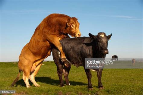 world s best cow having sex stock pictures photos and images getty images