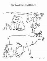 Caribou Coloring Pages Calves Herd Color Calf Getcolorings sketch template