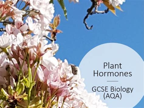 Plant Hormones Slides And Worksheet Gcse Biology Aqa Teaching Resources