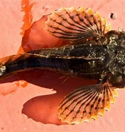 Afbeeldingsresultaten voor "myoxocephalus Scorpioides". Grootte: 176 x 185. Bron: descna.com