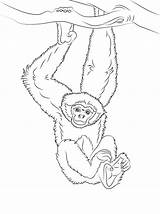 Gibbon Gibon Bonobo Gibbons Designlooter Supercoloring Chachipedia Onlinecoloringpages sketch template