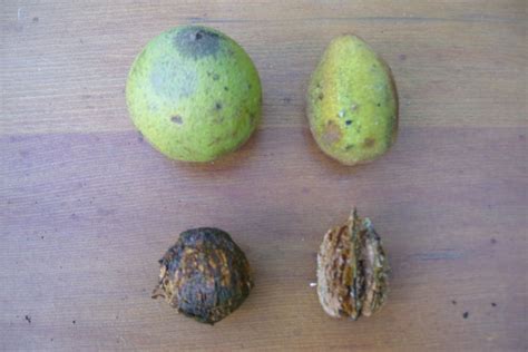 forest house farm walnuts  butternuts