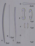 Image result for "forceps Forceps". Size: 141 x 185. Source: www.researchgate.net