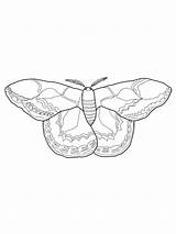 Moth Coloring Silk Pages Rothschilds Getcolorings Drawing Sketch Color Template Categories Drawings sketch template