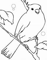 Canary Coloring Pages Color Desene Animals Colorat Cu Imagini Canar Template Print Printable Kids Planse Songbirds Creativity Develop Ages Recognition sketch template