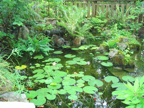 ponds planted  native plants attracts frogs dragonflies  birds