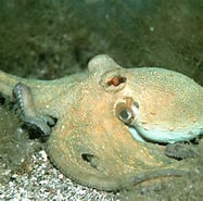 Afbeeldingsresultaten voor Octopodidae. Grootte: 187 x 185. Bron: www.blogs.unicamp.br