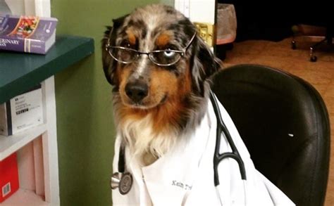 Why Veterinarians Have To Charge The Prices They Do Barkpost