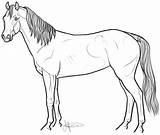 Halter Comments Mare Standing sketch template