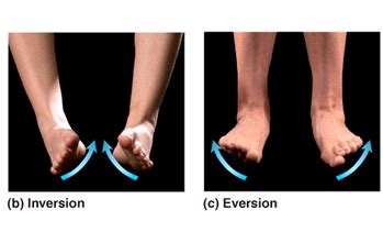 ankle inversion eversion foot  reddyorg