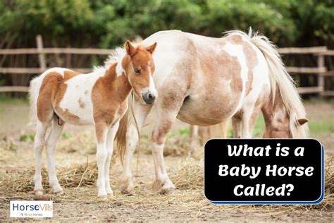 baby horse called equine expert answered