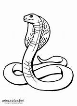 Cobra King Coloring Snake Color sketch template