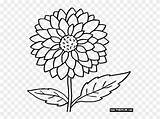 Marigold Outline Clipart Flowers Coloring Pinclipart Report sketch template