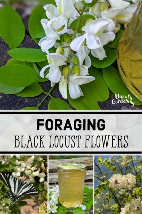 Foraging Black Locust Flowers Unruly Gardening