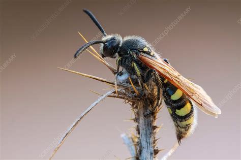 scoliid wasp stock image  science photo library