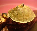 Afbeeldingsresultaten voor Indische dakschildpad. Grootte: 118 x 99. Bron: www.milanverhaeg.nl