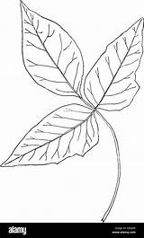 Ivy Vines Northeastern Climbing sketch template