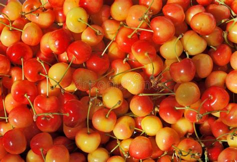 orange red cherries stock image image  closeup delicious