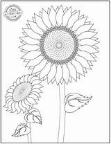Sunflower Stem Sunflowers sketch template