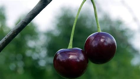 fruit  duality black cherry magical properties