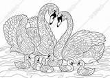 Swan Cygne Zentangle Uccelli Colorier Oiseaux Oiseau Antistress Cisne Canard sketch template