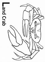Crab Fiddler Designlooter sketch template