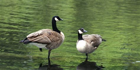 10 Things You Didn T Know About Canada Geese Huffpost