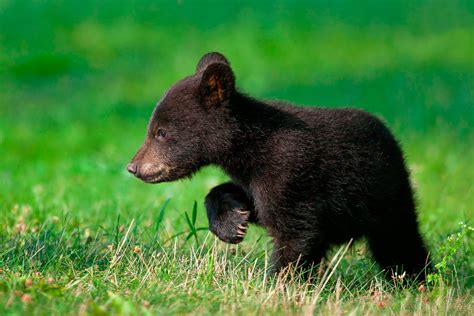 black bear cub animals bears baby animals hd wallpaper wallpaper flare