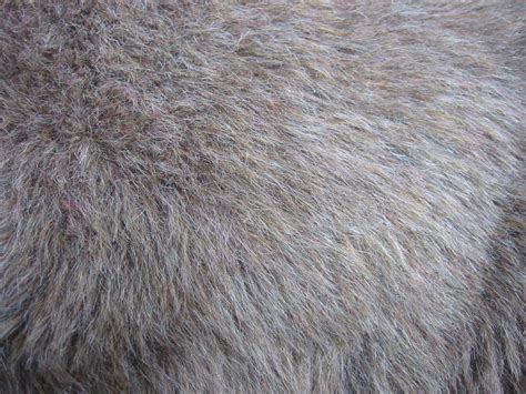 fur texture stock photo freeimagescom