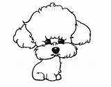 Poodle Puppy Coloring Coloringcrew sketch template