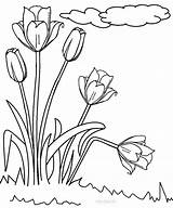 Tulpe Colouring Bunga Tulips Mewarnai Cool2bkids sketch template