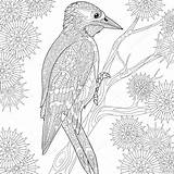 Woodpecker Zentangle Coloring Stylized Stock Pages Illustration Animal Vector Depositphotos sketch template