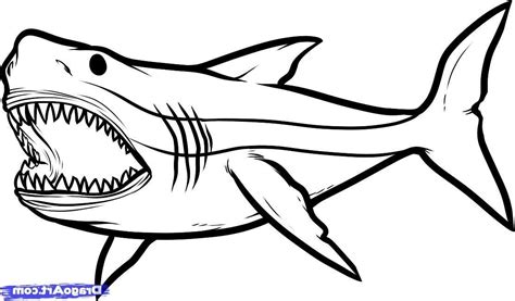 great white shark drawing    clipartmag