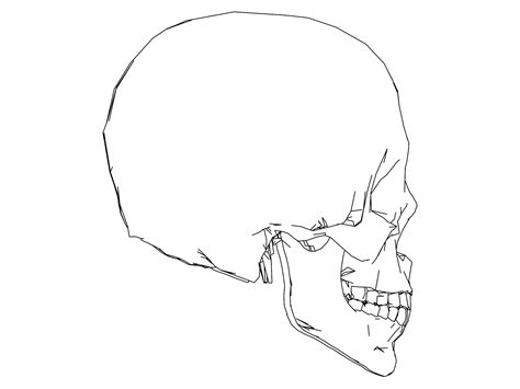 skull sketch coloring page  wecoloringpagecom