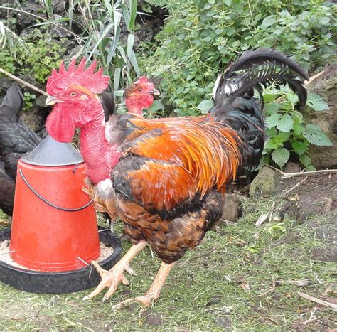 Transylvanian Naked Neck Black Backyard Chickens