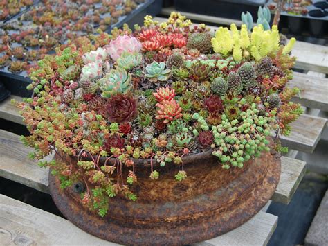 grow  care  container succulents world  succulents